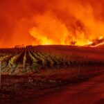 wijngaard in brand
